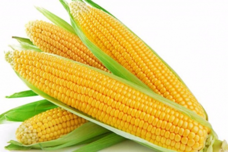 gallery/fresh corn